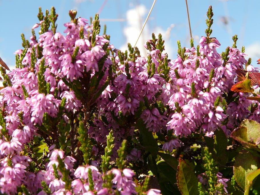 heather, plant switches, flower, blossom, bloom, pink, purple, HD wallpaper