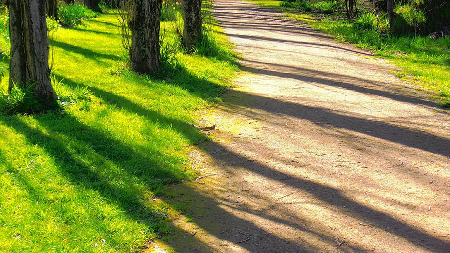 rough road between grasses and trees, parks, greenery, woods HD wallpaper