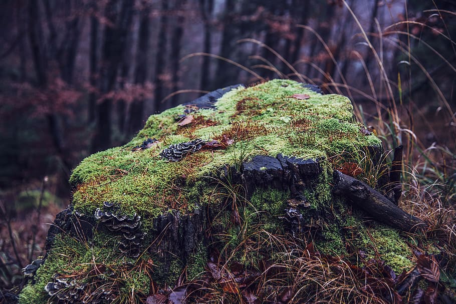 nature, landscape, forest, woods, green, plants, grass, algae HD wallpaper