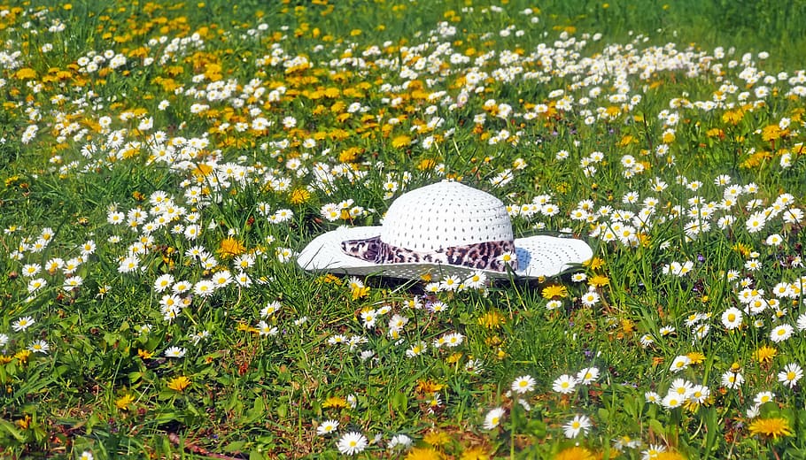 white sun hat on fields of white flower, plant, nature, live HD wallpaper