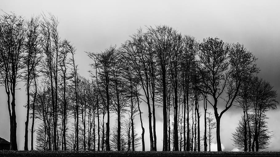 dramatic, black and white, scary, dark, sky, clouds, tragic HD wallpaper