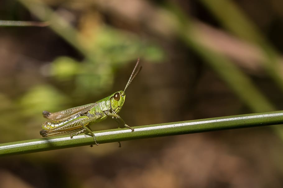 grasshopper, meadow, insect, macro, close, skip, animal themes HD wallpaper