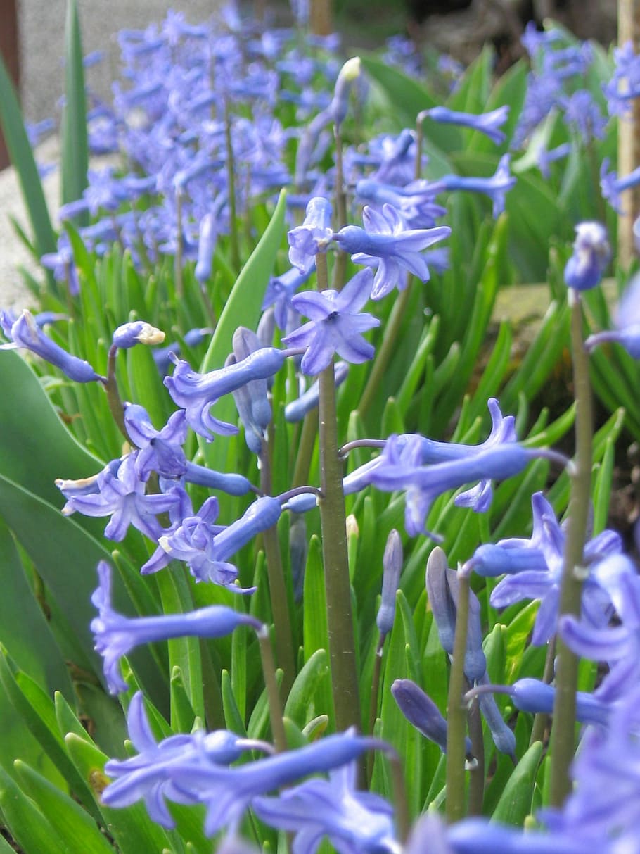 Flower, Blue, Spring, spring flower, nature, spring flowers HD wallpaper