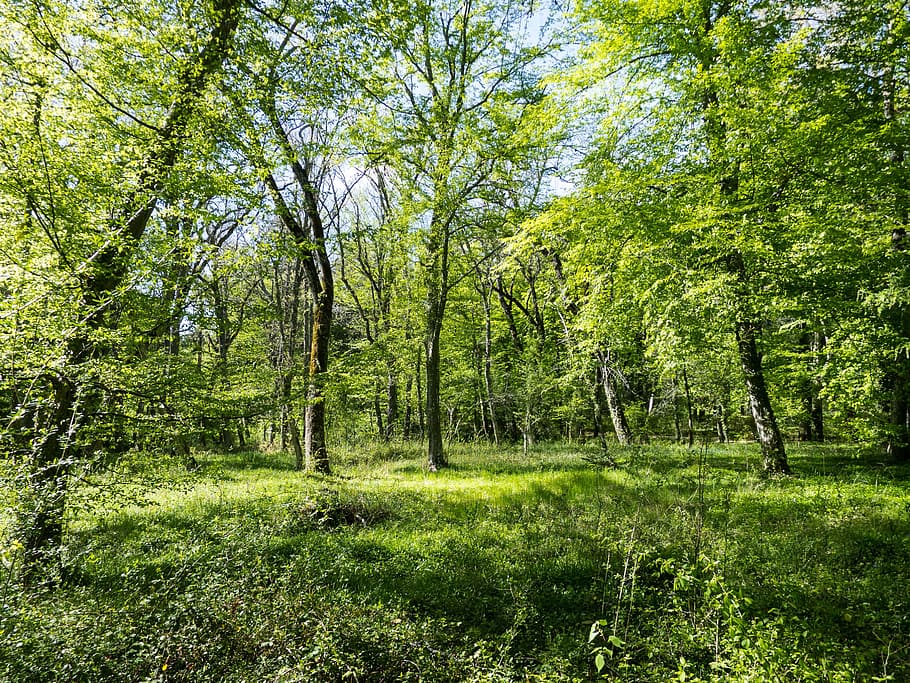 Forest, Trees, Nature, Park, Landscape, trunk, ecology, green color HD wallpaper