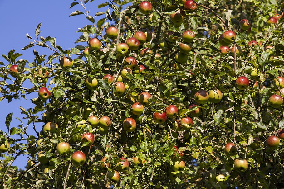 boskoop, apple tree, fruit, red, healthy, vitamins, apple variety HD wallpaper