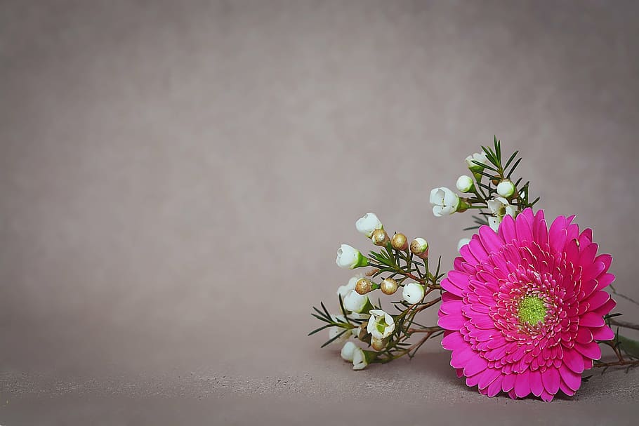 pink Gerbera daisy flower and white shrub flowers, blossom, bloom