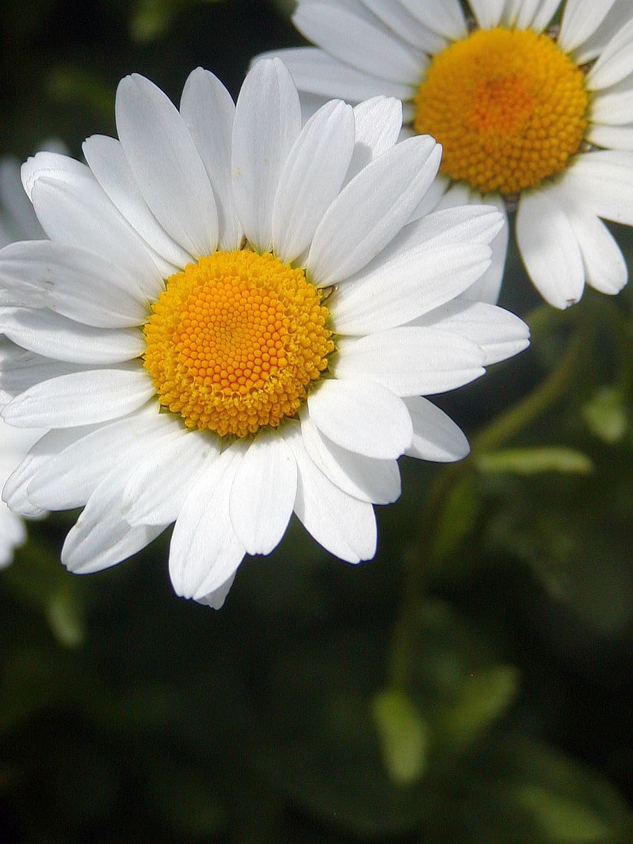 daisy, spring, yellow, whites, tickets, detail, beauty, flower HD wallpaper