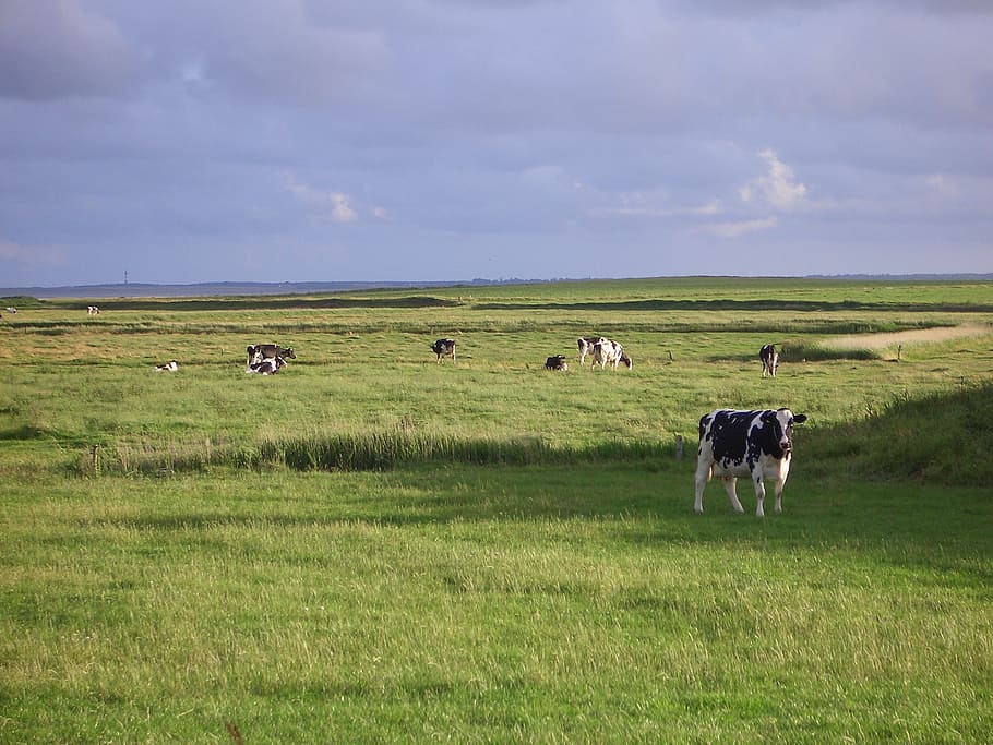 föhr, landscape, cows, grass, animal, mammal, environment HD wallpaper