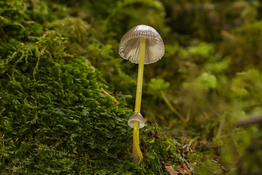 Mushroom, Moss, Sponge, fungus, nature, forest, plant, grass, HD wallpaper