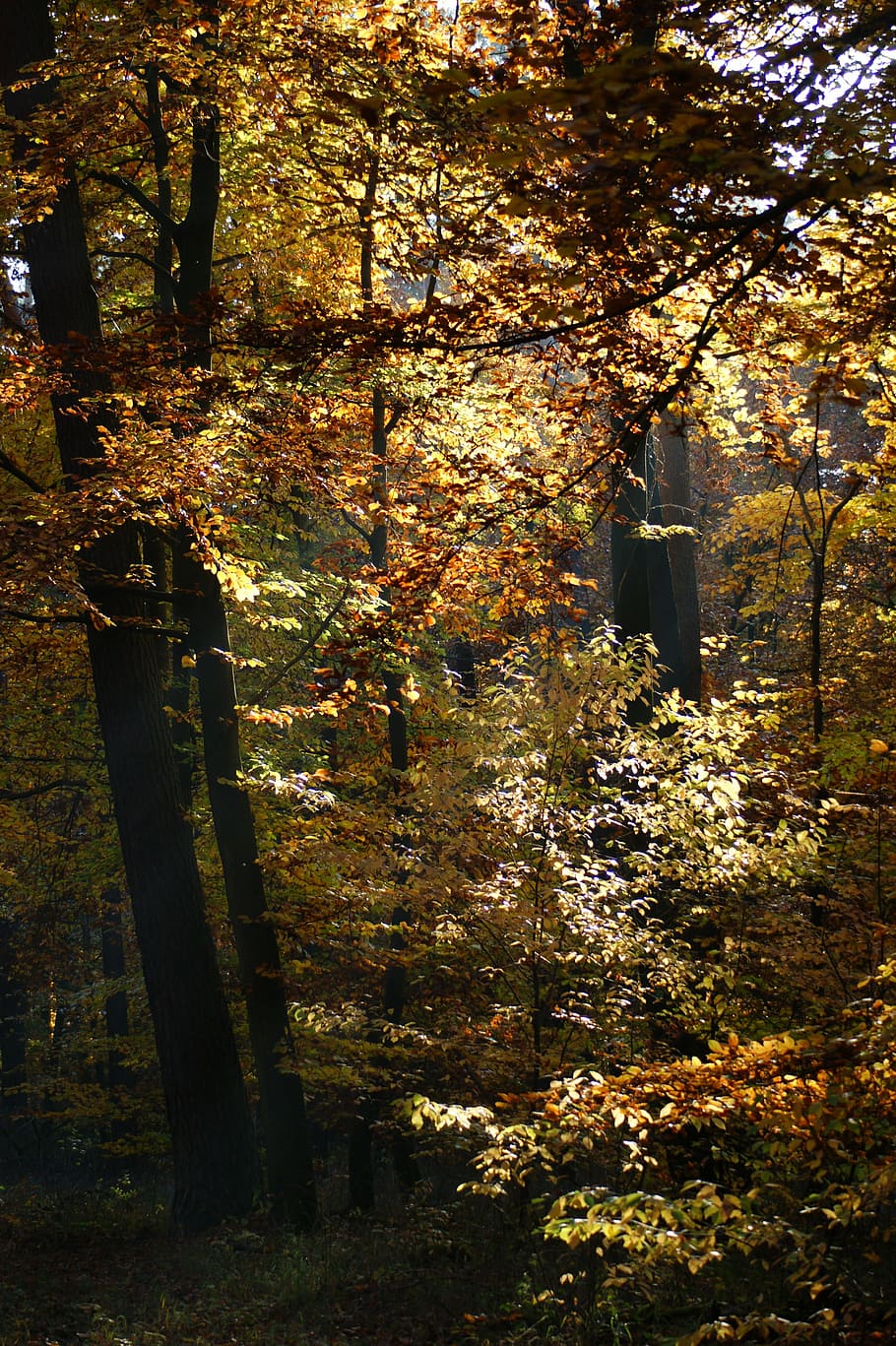 autumn, forest, trees, away, nature, leaves, fall color, fall foliage HD wallpaper