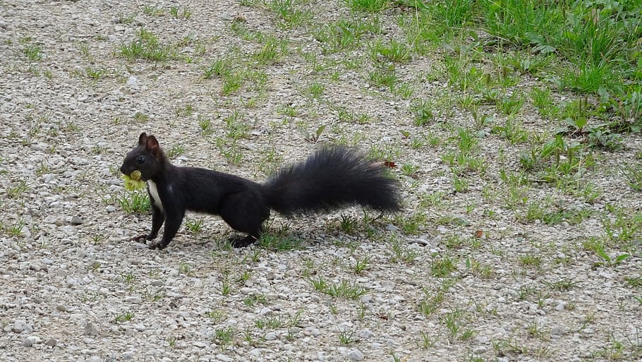squirrel, nuts, nager, cute, eat, food, stock, collect, attention HD wallpaper