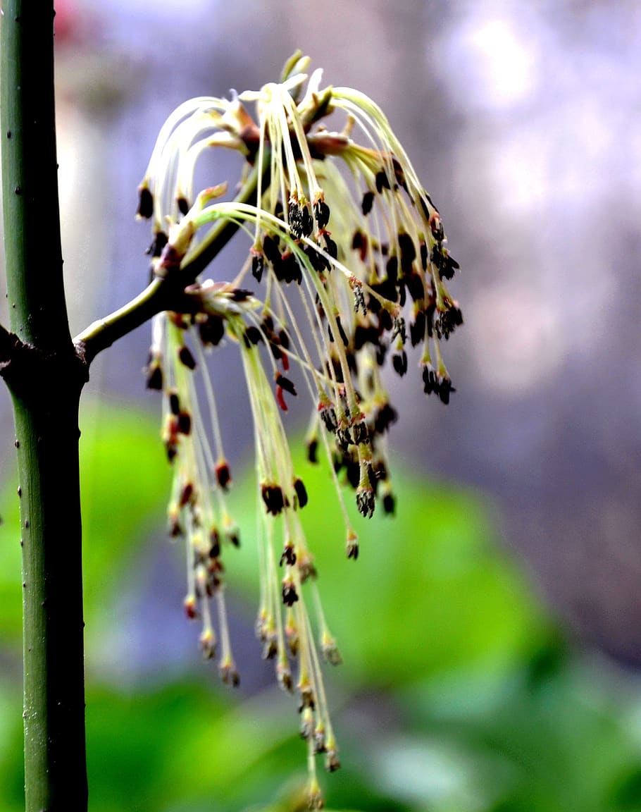 green maple, flowering tree, spring, nature, plant, beauty in nature HD wallpaper