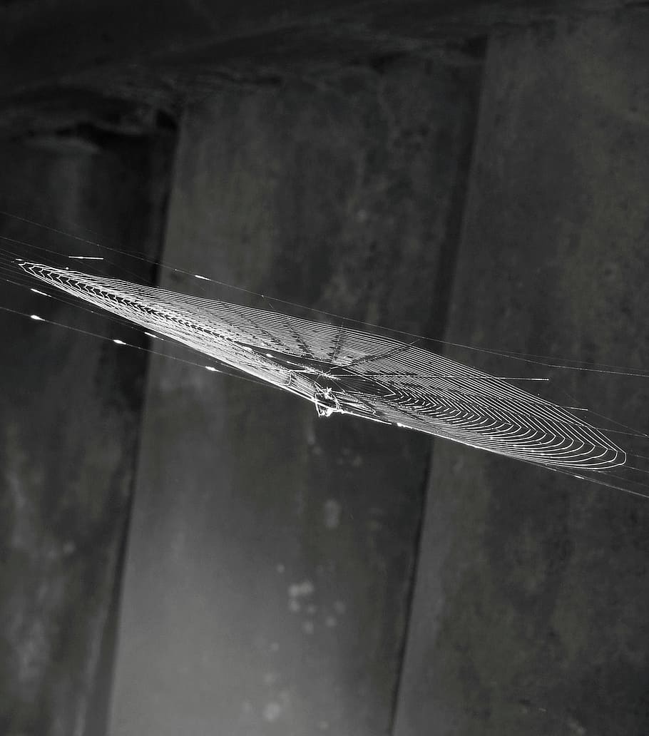 image, black and white, insect, spider, arachnid, close-up HD wallpaper