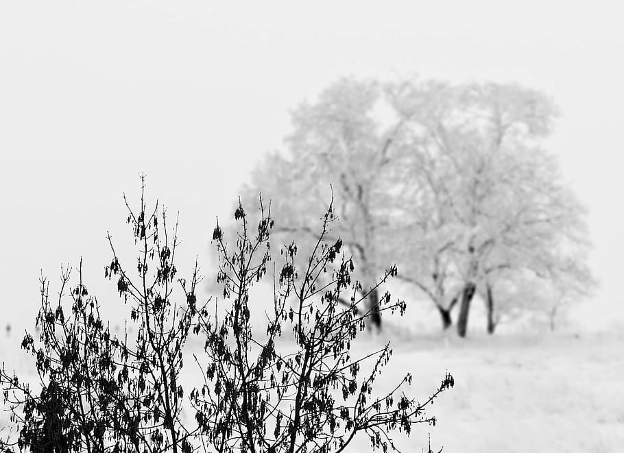Snow, Tree, Bush, Winter, Landscape, cold, out, snow man, cold temperature HD wallpaper