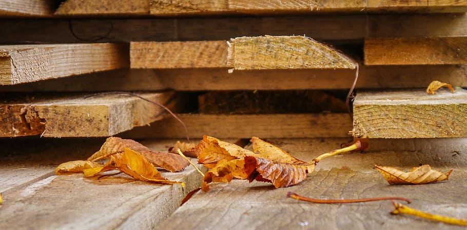 autumn, autumn beginning, leaves, chestnut, wood, boards, brown, HD wallpaper