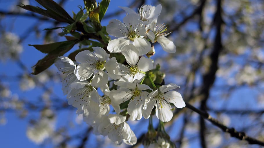 cherry blossom, spring, white, white blue, flowers, tree blossoms HD wallpaper
