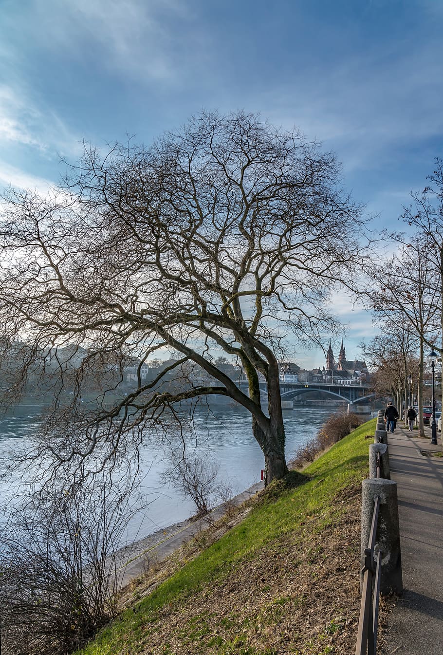 basel, rhine river, tree, plant, water, sky, nature, day, beauty in nature HD wallpaper