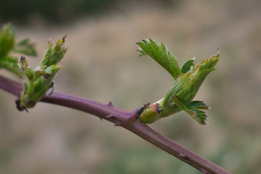 spring, bud, leaf, bloom, nature, plant, close-up, green Color HD wallpaper
