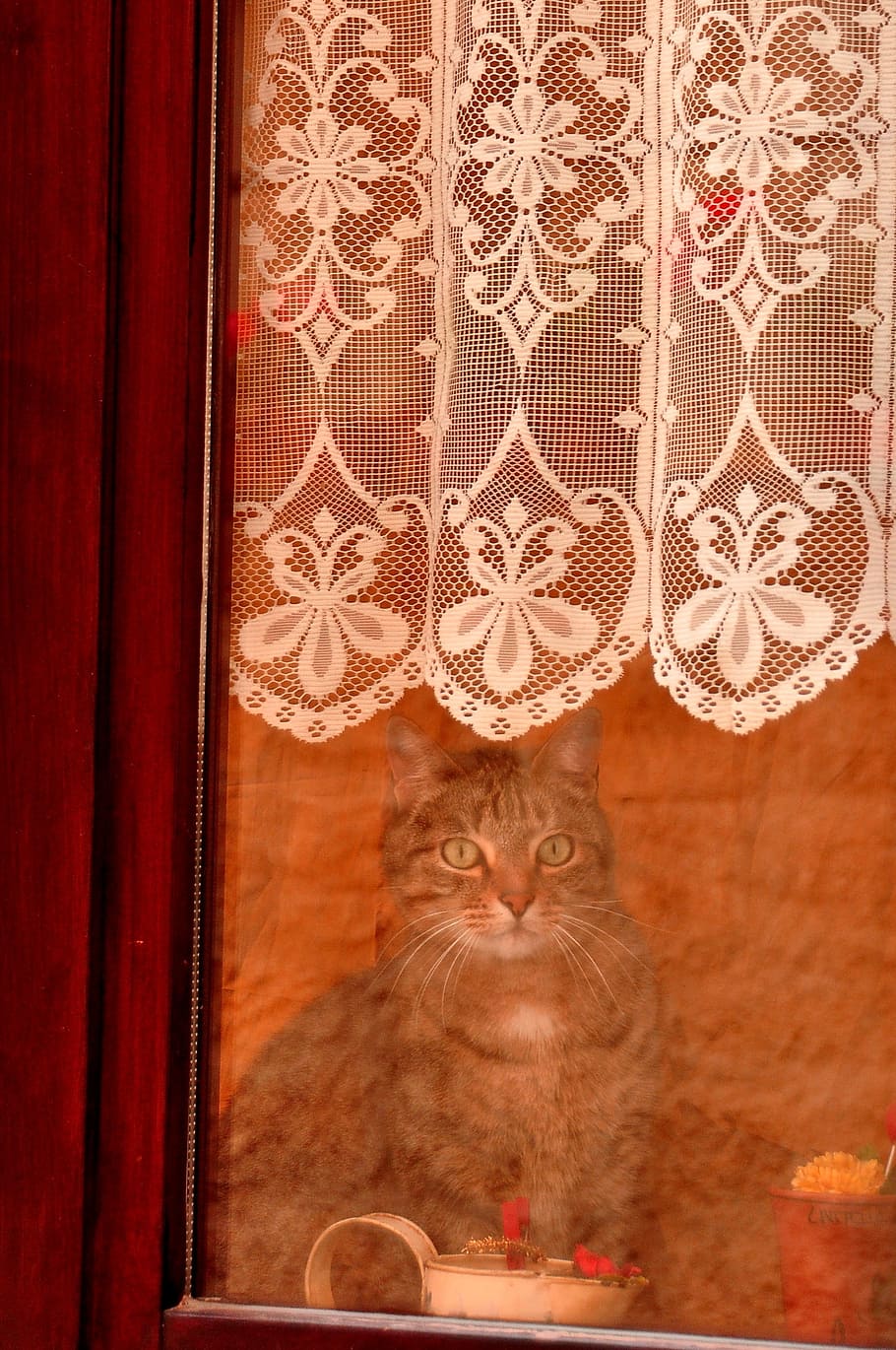 window, cat, feline, kitty, pet, animal, kitten, cute, interior HD wallpaper