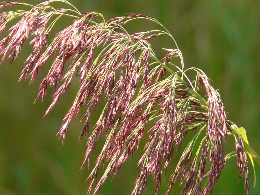 grass, reed, plant, growth, beauty in nature, focus on foreground HD wallpaper