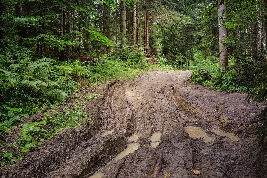 forest with muddy road on focus photo, way, track, tree, the road through the forest, HD wallpaper