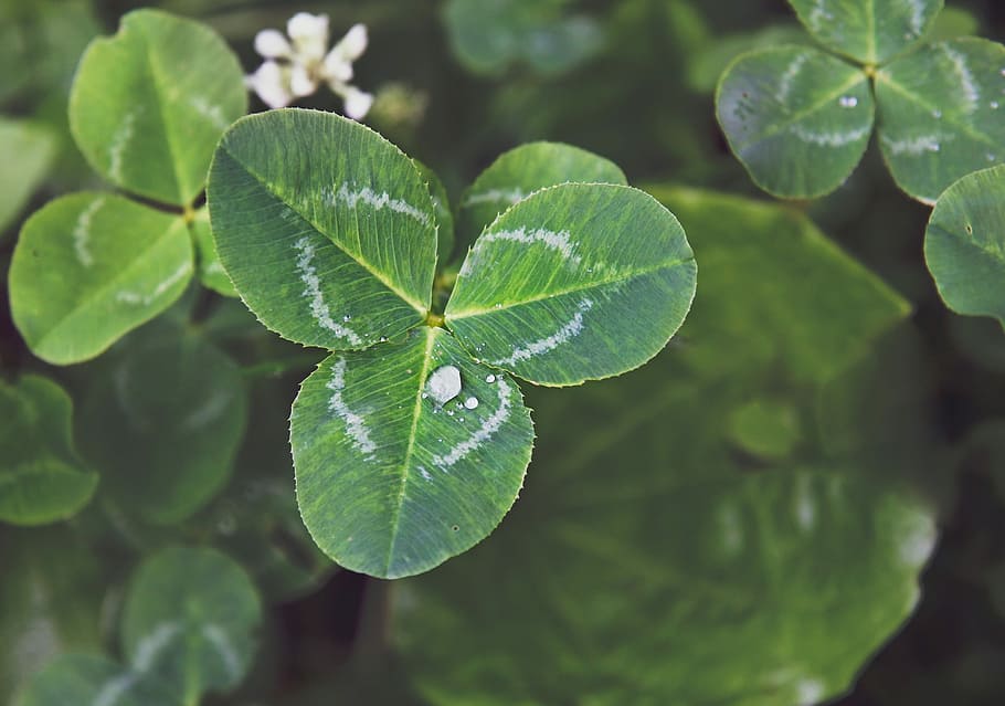 Clover, Trifoliate, Macro, Drops, raindrops, nature, symbol of the irish HD wallpaper