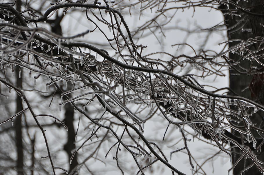 winter, ice, storm, ice background, icy, frozen, tree, nature HD wallpaper