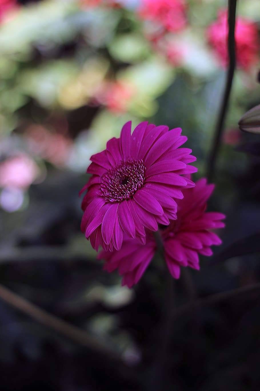 flower, pink, spring, image, close up, garden, life, love, flowering plant HD wallpaper