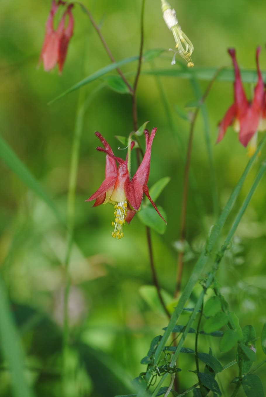 flower, red, woods, green, nature, plant, floral, natural, botany HD wallpaper