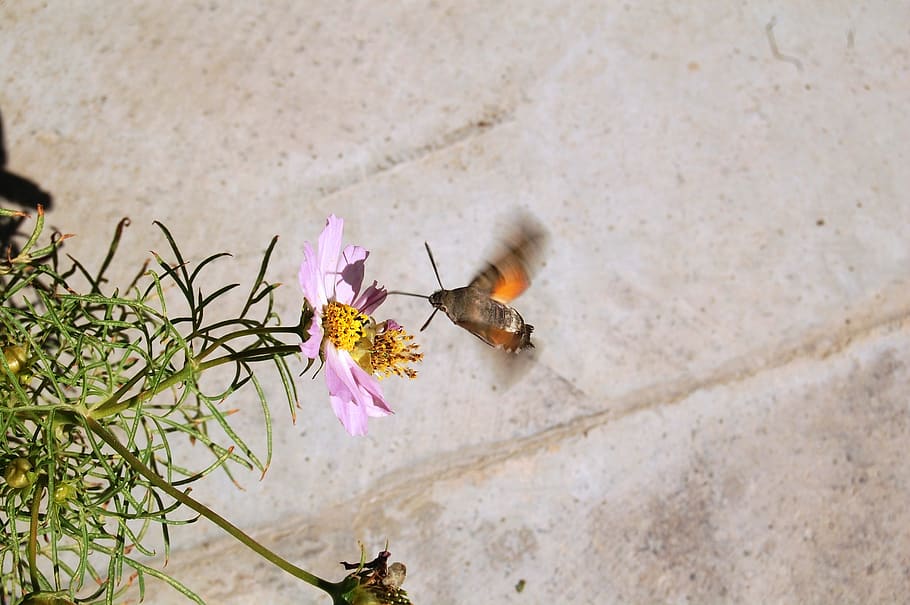 nature, spring, flower, flowering plant, beauty in nature, fragility HD wallpaper