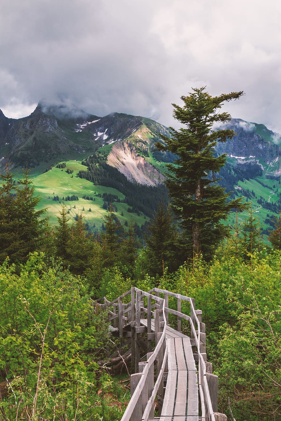 Nature, Web, Bridge, Mountains, Wood, boardwalk, trees, away HD wallpaper