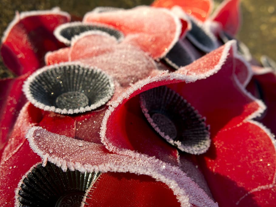 poppies, remembrance, wreath, war, frost, red, close-up, no people HD wallpaper
