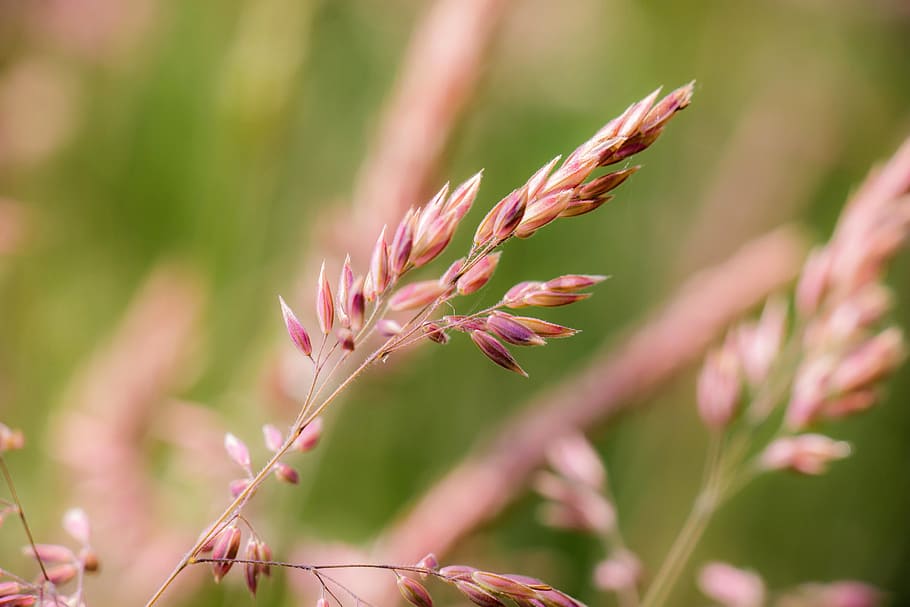 grasses, wild grass, meadow, husk, macro, plant, growth, flower HD wallpaper