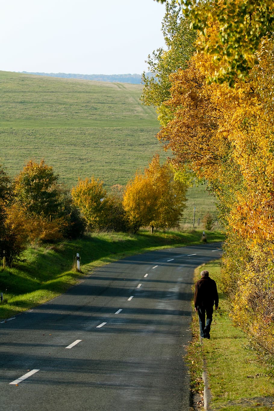 nature, tree, road, grass, plant, growth, day, transportation HD wallpaper