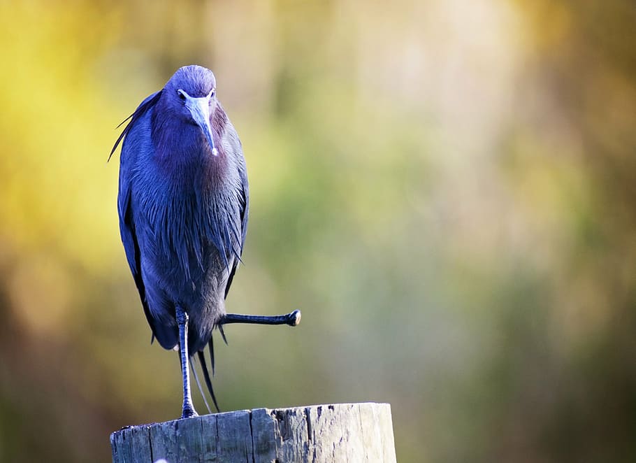 bird, missing, foot, amputated, tropical, animal, river, feathers HD wallpaper