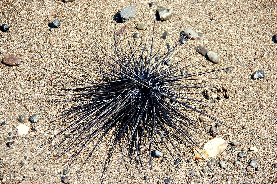 sea urchin, bali, animals, beach, sand, nature, summer, land, HD wallpaper