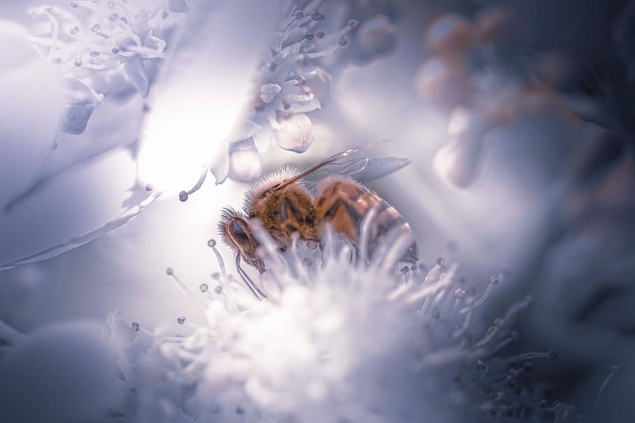 untitled, nature, outdoors, flower, bee, feed, white, flying bee HD wallpaper