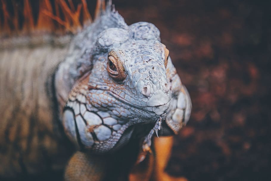 lizard, reptile, blue, chameleon, tree, branch, one animal HD wallpaper