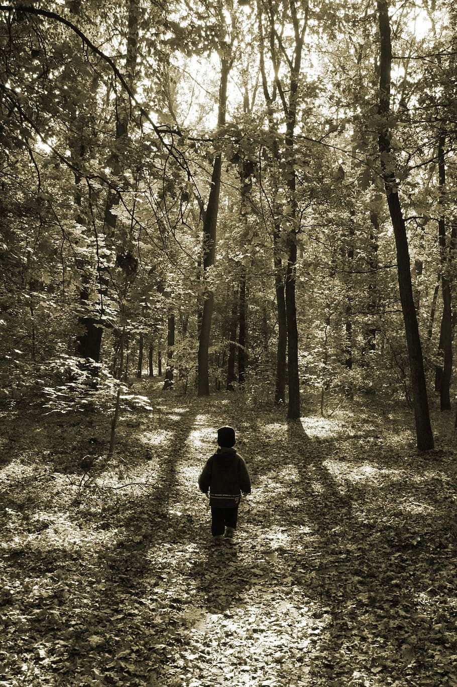 child walking in the forest during daytime, Trees, Nature, kid HD wallpaper