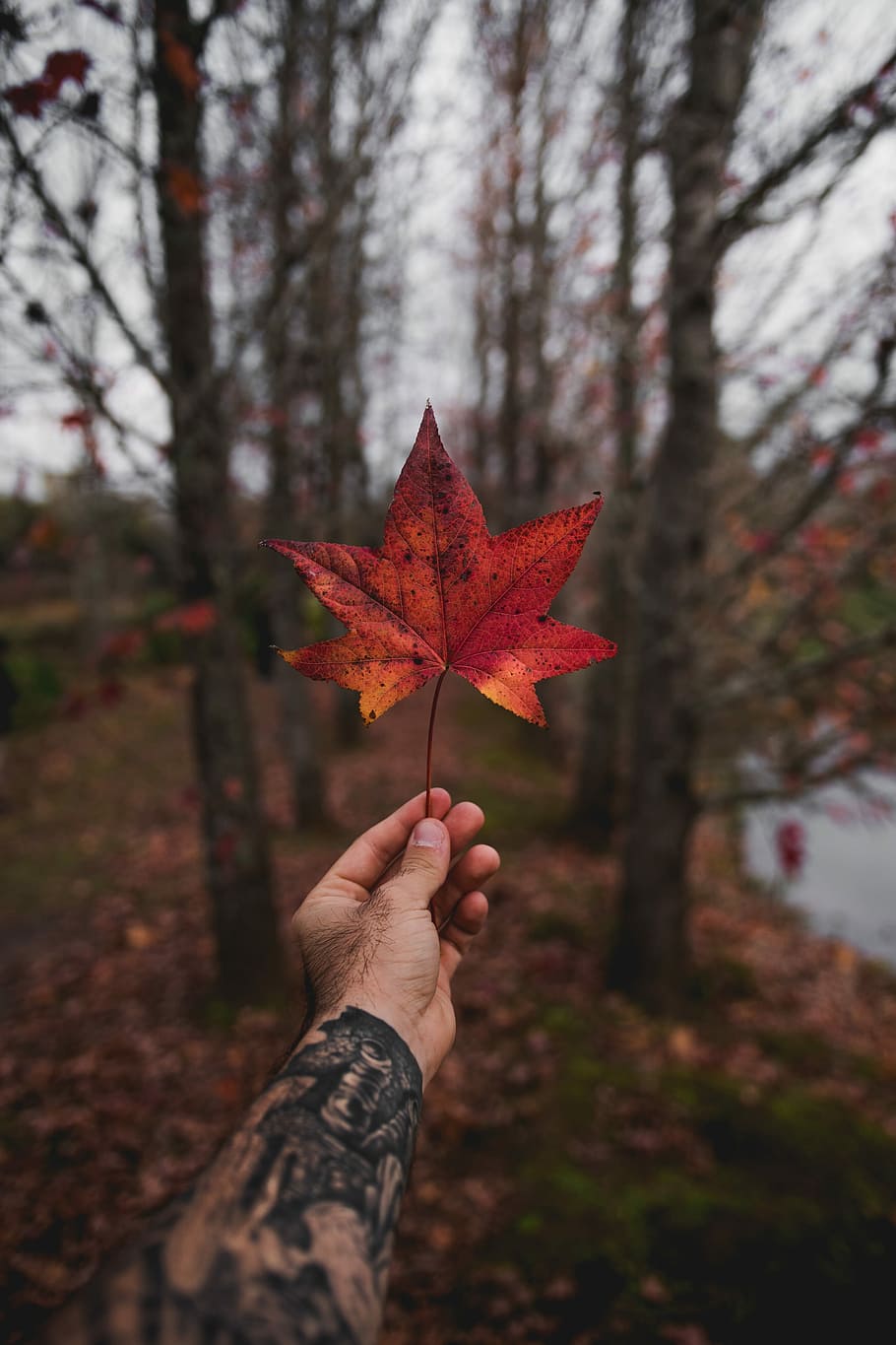 person holding maple leaf, person holding orange maple leaf during daytime, HD wallpaper