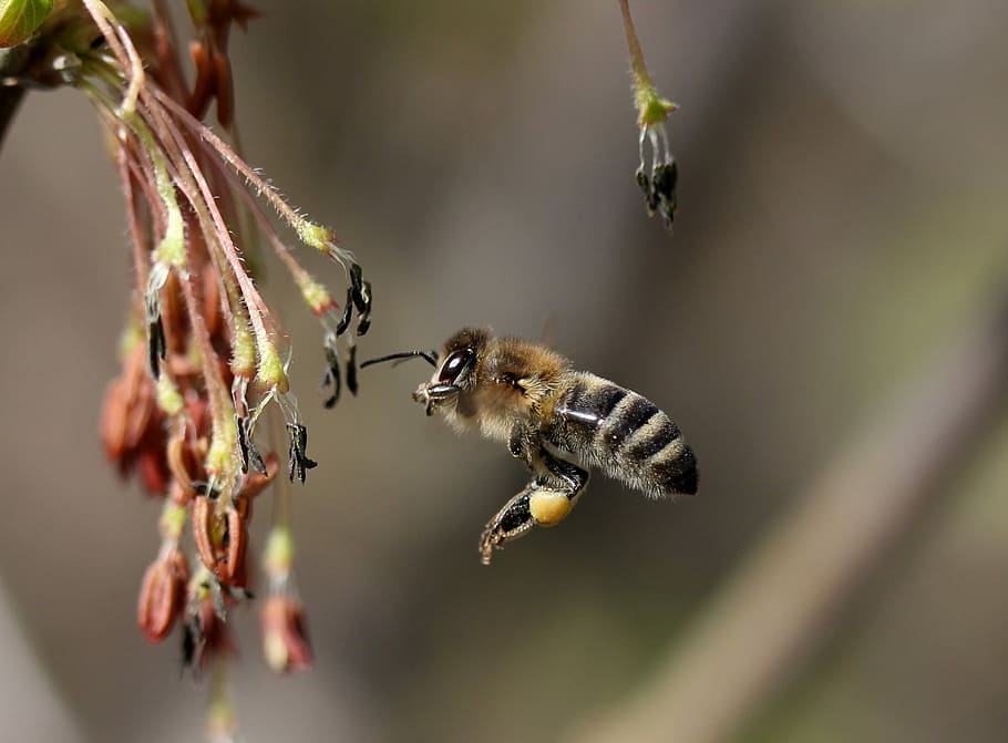 bee, flight, pollination, insecta, nature, spring, animal themes HD wallpaper