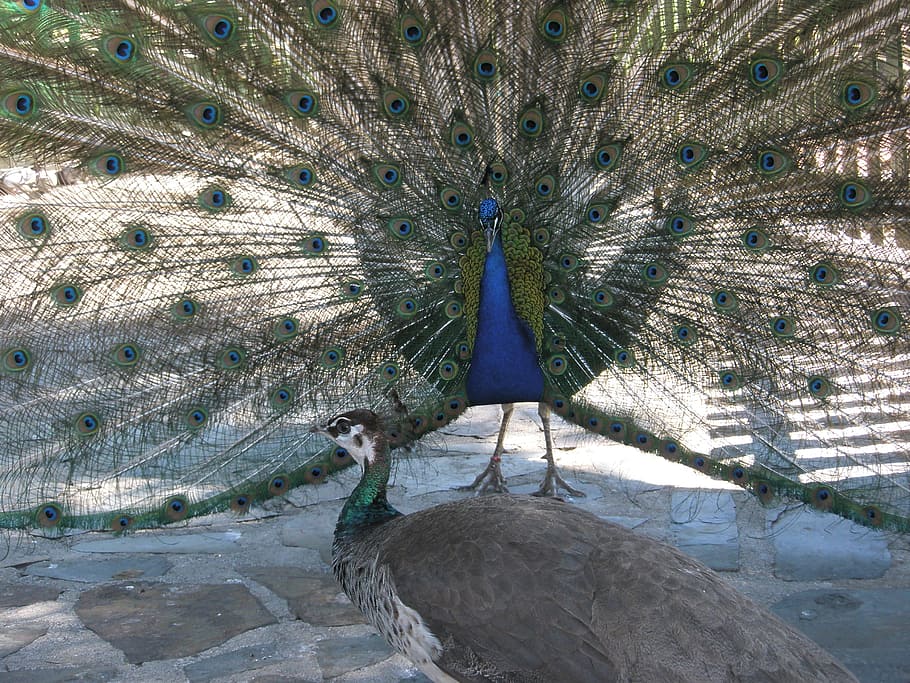 turkey, royal, birds, beautiful, courting the female, peacock HD wallpaper