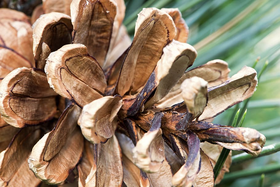 pine, cone, macro, nature, brown, fall, close-up, dry, no people HD wallpaper