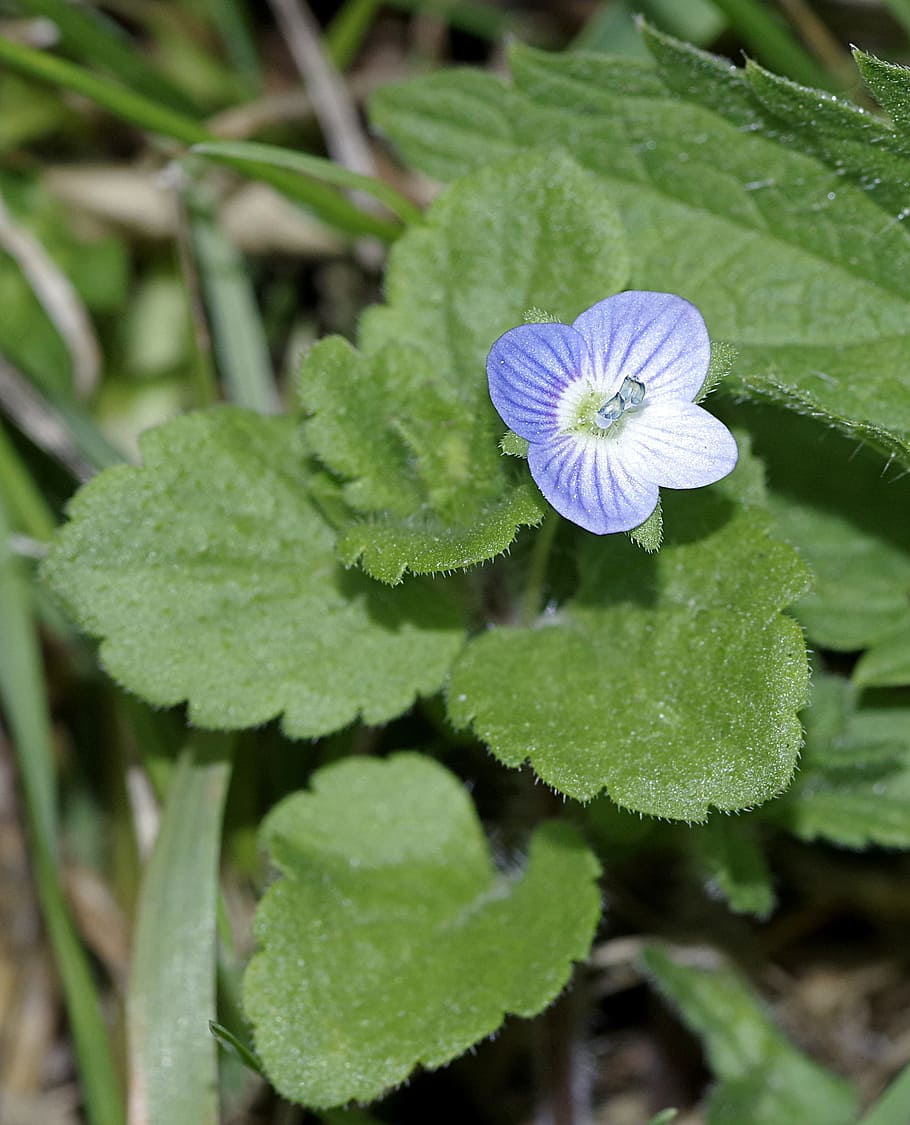 Flower, Forget, Small, blue, tiny, blooming, green, flowers HD wallpaper