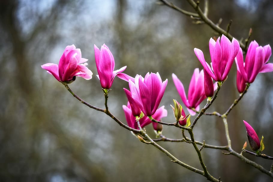 closeup photo of pink magnolias, flower, shrub, tree, magnolioideae HD wallpaper