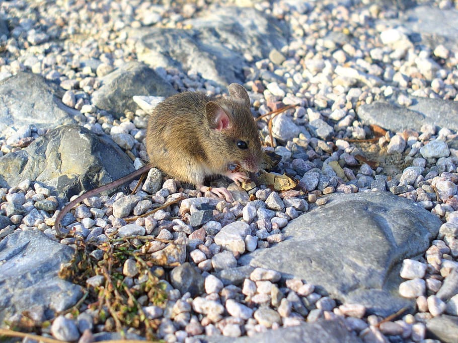 mouse, animal, rodent, animal wildlife, animal themes, one animal HD wallpaper