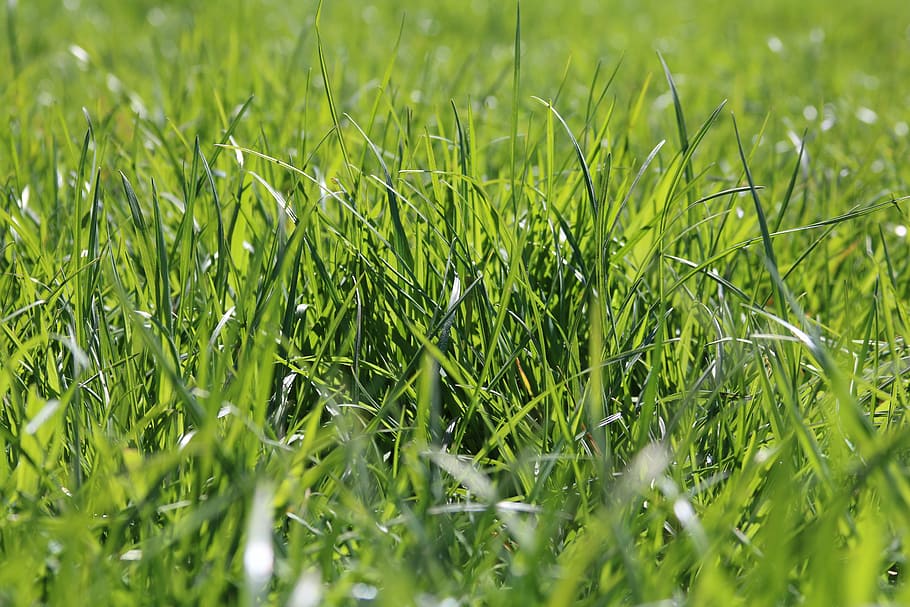 grass, green, spring, green grass, nature, plant, meadow, bright HD wallpaper
