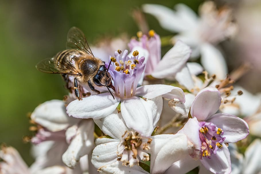 bee, flower, blossom, bloom, honey bee, summer, pollen, insect HD wallpaper