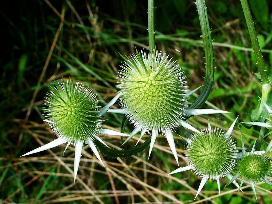 nature, field, summer, garden, close-up, environment, flora, flower HD wallpaper