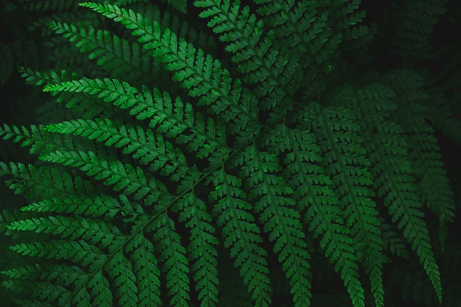 green leaf fern, green fern plant, composition, leafe, background HD wallpaper